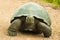 Tortoises are herbivorous animals with a diet comprising cactus, grasses, leaves, vines, and fruit, front view