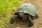 Tortoises are herbivorous animals with a diet comprising cactus, grasses, leaves, vines, and fruit, walking in a rocky