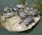 Tortoises laying on a big stone on a lake