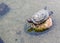 Tortoises in Penang, Malaysia