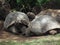 Tortoises relaxing in the shad