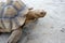 Tortoises are reptile species of the family Testudinidae of the order Testudines the turtles.