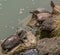 Tortoises In A Temple Pond, Tokyo, Japan