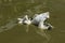 Tortoises on a white fish statue in a pond.