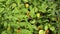 Tortoiseshell Aglais urticae tabby butterfly sit on husk tomatoes leaves. 4K