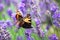 Tortoiseshell-Butterflies on Lavender