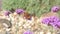 Tortoiseshell butterfly Aglais urticae  feeding on a purple verbena bonariensis flower plant