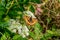 Tortoiseshell butterfly, Aglais urticae, on a purple thistle flower. This butterfly is a colourful Eurasian butterfly in