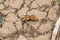 Tortoiseshell butterfly on cracked mud