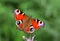 Tortoiseshell butterfly Inachis io