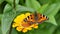 Tortoiseshell butterfly on orange Zinnia elegans flower in the garden, Aglais urticae stock video footage