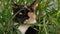 Tortoiseshell or calico cat portrait