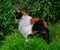 Tortoiseshell calico cat sitting in long grass