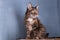 A tortoiseshell cat arched its back on a shelf under the ceiling