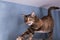 A tortoiseshell cat arched its back on a shelf under the ceiling against a blue wall.