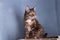 A tortoiseshell cat arched its back on a shelf under the ceiling against a blue wall.