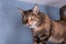 A tortoiseshell cat arched its back on a shelf under the ceiling against a blue wall