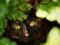 Tortoiseshell Cat in Foliage