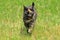Tortoiseshell cat jogging towards the viewer in tall grass