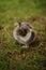 Tortoiseshell cat sitting in a spring garden. Grey tricolor kitty portrait in fresh green grass