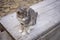 Tortoiseshell cat sitting on a wooden board in the park