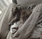 Tortoiseshell cat sleeping in a sofa