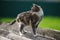 Tortoiseshell cat walks in spring garden on the old slate sheet