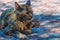 Tortoiseshell coat cat with superb colors.