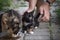 Tortoiseshell colored kitten with his mother