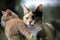 Tortoiseshell colored mother cat resting in the grass with her ginger kitten walking around