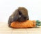 Tortoiseshell Holland Lop baby Rabbit sit on mat