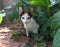 Tortoiseshell kitten cat sitting in bush and looking for victim