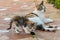 Tortoiseshell kitten curiosity playing with tail of mother cat but focused on a green leaf