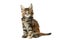 Tortoiseshell Maine coon kitten, isolated