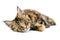 Tortoiseshell Maine coon kitten, isolated