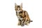 Tortoiseshell Maine coon kitten, isolated