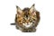 Tortoiseshell Maine coon kitten, isolated