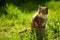 A tortoiseshell pregnant cat sits in a sunny spring garden