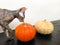 A tortoiseshell sphinx cat studies two pumpkins