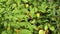 Tortoiseshell tabby butterfly sit on husk tomato leaves. 4K