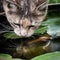 Tortoiseshell-Tabby Cat Drinking from Fish Bowl