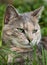 Tortoiseshell-tabby cat with grass in garden