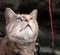 Tortoiseshell Tabby Cat Playing with Red String