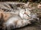 Tortoiseshell Tabby Cat Rolling on Dirt, Asking for Belly Rubs