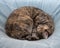 Tortoiseshell tabby cat sleeping curled up into a ball on blanket