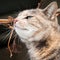 Tortoiseshell Tabby Cat Smelling a Grape Vine Branch