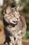 Tortoiseshell-Tabby Cat Standing and Meowing