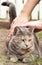 Tortoiseshell Tabby Cat in Yard Getting a Pat