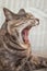 Tortoiseshell-tabby Cat Yawning