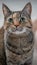 Tortoiseshell Torbie domestic cat with upward gaze portrait.